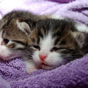 猫にも夏バテ対策に水分補給を