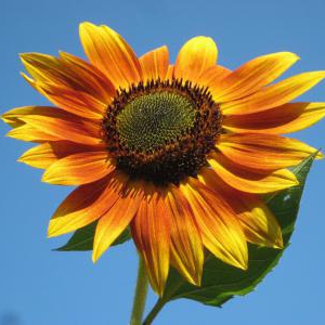 サンオイルに入っている成分とSPF