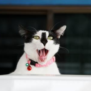 口を大きく開けることの効能
